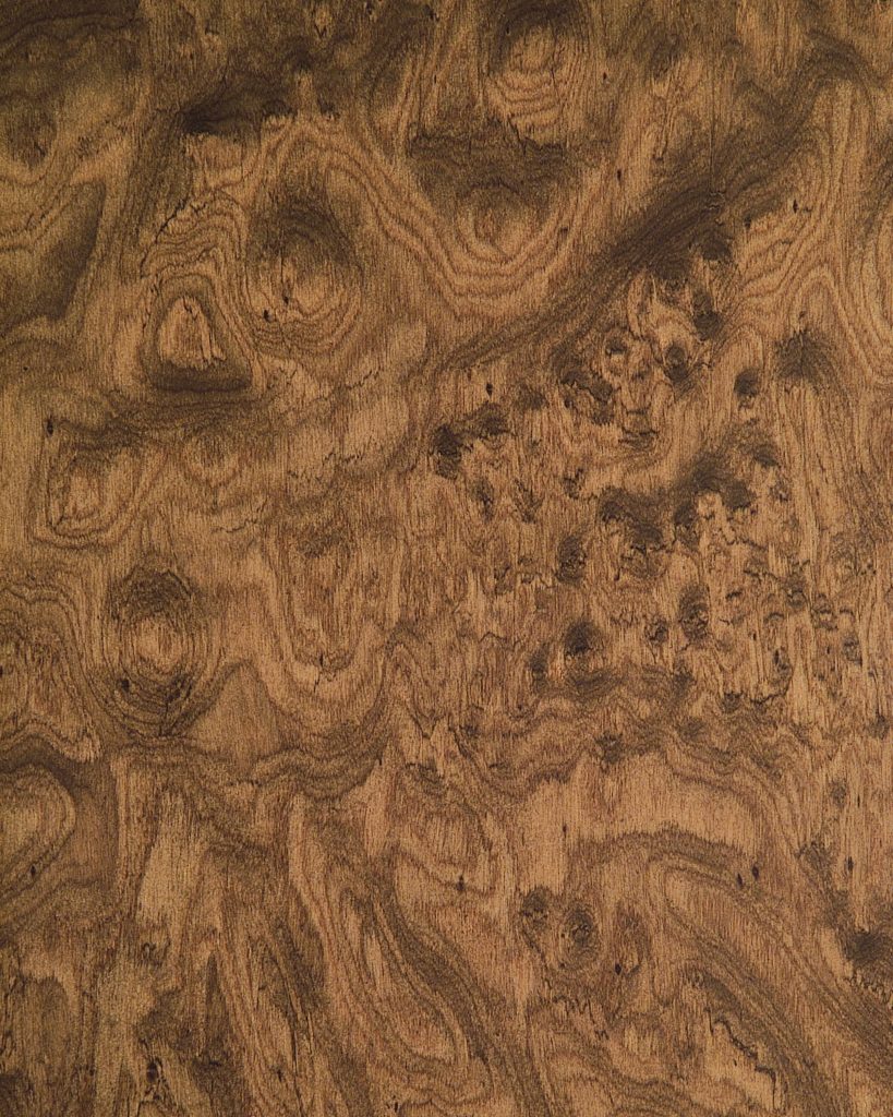Wood Wall Panels - Walnut - 503_Burled_Walnut